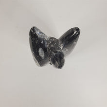 Load image into Gallery viewer, Large 9-1/8" Orthoceras Fossil Tower Crystal from Morocco