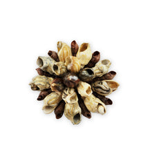 Load image into Gallery viewer, Vintage Natural Snail Shell Cluster Brooch Pin Yellow Fabric Back Beach 2"